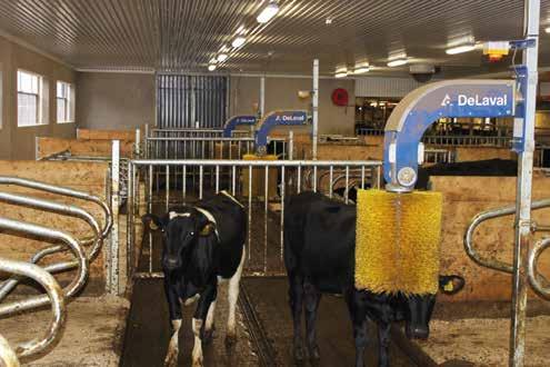 Automatiserad utfodring För att få en effektiv utfodring har vi installerat en 12 kubiks mixer och en distributionsvagn med kraftfoderficka från DeLaval.