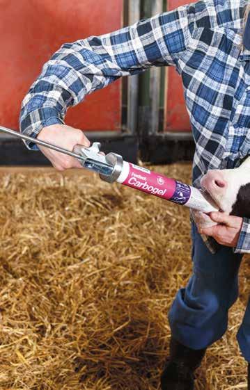 Ett tillskott tillverkat av naturligt kol Feedtech Carbogel KALVAR MED GOD HÄLSA och bra tillväxt ger friska högproducerande mjölkkor.