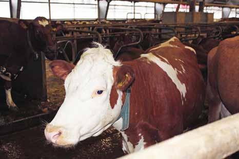 FAKTA OM BÖKEMÅLA, Ruda Ägare: Ulf, Helena, Henrik, Johanna och Simon Gustafsson Antal medarbetare: två anställda Areal: Antal djur: 143 mjölkande Raser: SRB (50%), Holstein (30%) samt Procross