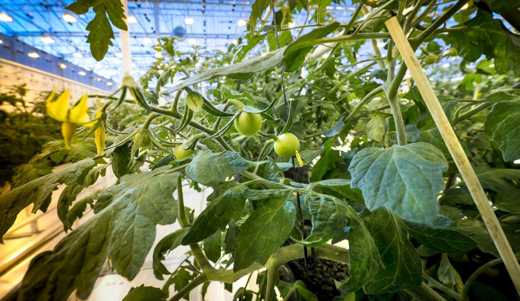 Allt fler livsmedelsbutiker tar in Peckas tomater i sitt grönsakssortiment och även HoReCa-segmentet fortsätter att öka.
