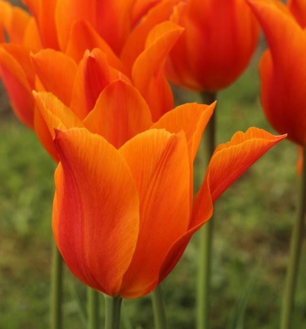 April, 15-20 cm Liljeblommande 3 Ballerina av