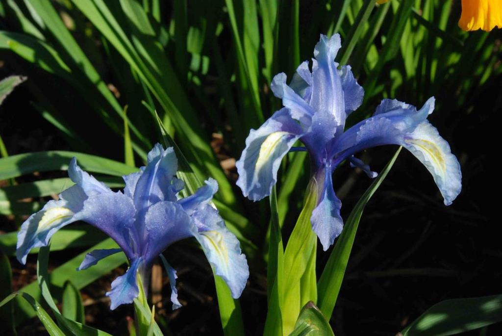Iris botanisk 32 Iris magnifica Vunnit Royal Horticultural Society's Award of Garden