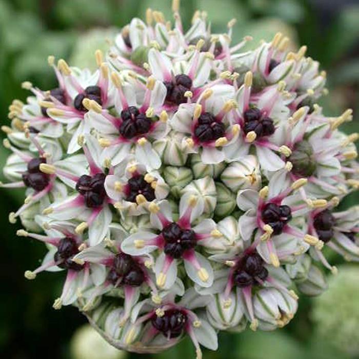 Allium 34 Silver Spring 1 35 En vit blomma med violett