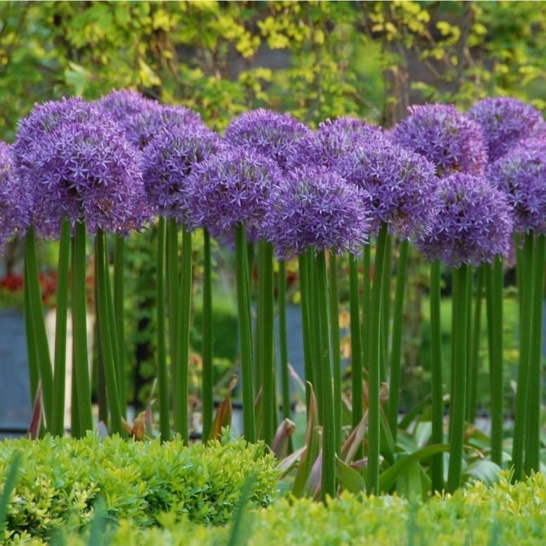 April, 70 cm 36 Allium Globemaster 1 45 Mycket stora
