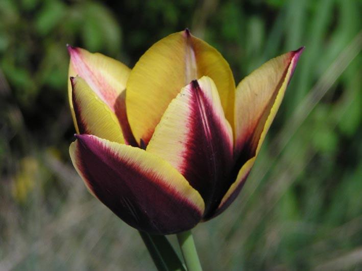 attraktiva tulpan. Höjd 45 cm, april. 8 Gavota AGM-belönad!
