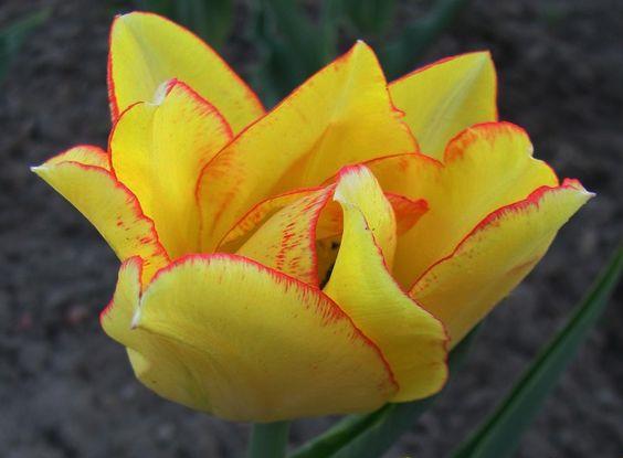 slutet av blomningen. 14 Bellicia av leverantören och är också en av deras specialiteter!