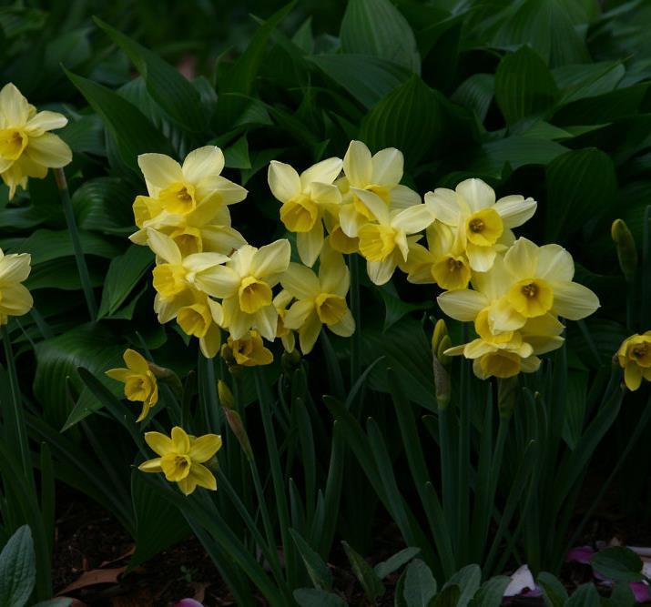 19 Stint Narcissus jonquilla En av