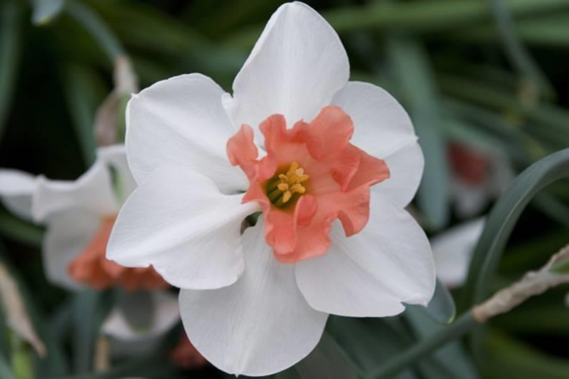 April, 35 cm Narcissus fyllda 20 White