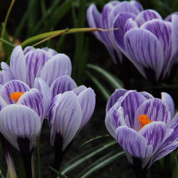 Krokus, storblommiga 22 King of the Striped 10 15 En vacker