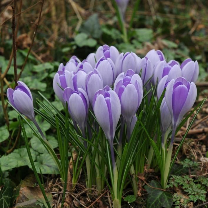 . Mars, 10 cm 23 Vanguard 10 25 Crocus 'Vanguard' är en