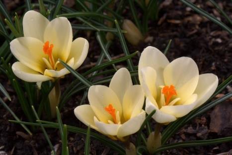 Krokus, botanisk 24 Chrysanthus Cream Beauty Vinnare av Award