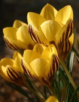 Blommar i februari-mars och återkommer varje år Förökar sig om