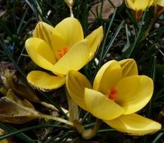 Fritillaria Early 27 Fritillaria Early Fantasy 1 55 En ikke