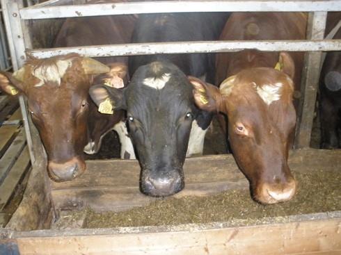 Utfodring av helsäd och majs Majsensilage med hög stärkelsehalt är normalt ett energirikare grovfoder än