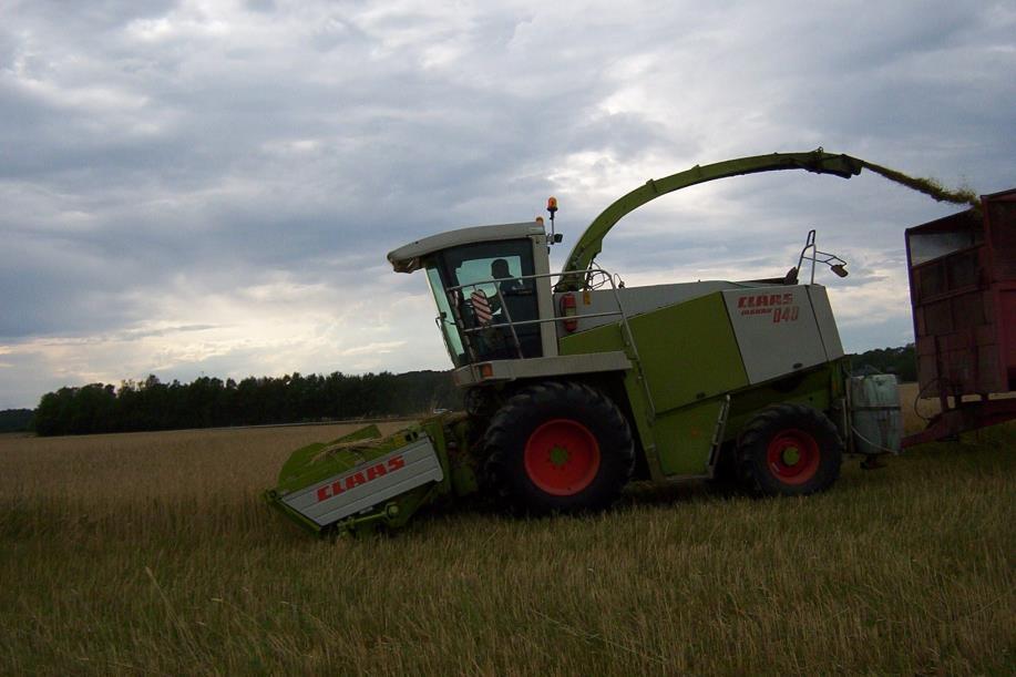 Sen skörd av helsädsensilage Skörd vid degmognad ger alltför mycket kärnspill vid strängläggning och pressning till rundbal.