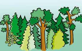 Marken och skogen Mer än halva Sverige består av skog. Skogen är viktig, eftersom den omvandlar koldioxid till syre, som vi alla andas.