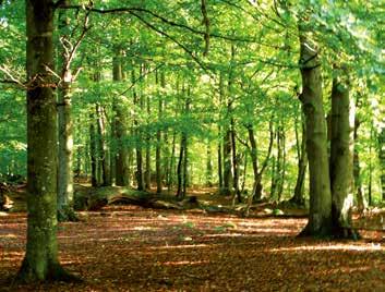 Själva koldioxiden binds i barren och bladen. På så sätt hjälper träden oss att bromsa växt-huseffekten.