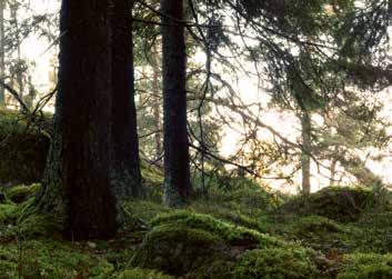 Idag återgår en del till plockhuggning för att vara snällare mot alla djur och växtarter som lever i skogen. Urskogen Urskog kallas en skog som människan aldrig odlat eller huggit ner träd i.