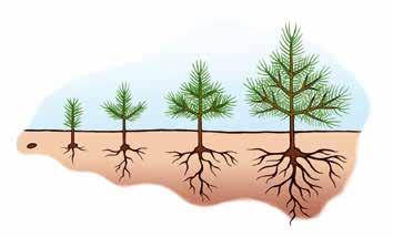 Hur gammalt är trädet? På unga tallar kan man räkna ut trädets ålder genom att räkna grenvarv. Varje år får träden nya knoppar, och ur dessa knoppar växer det skott.