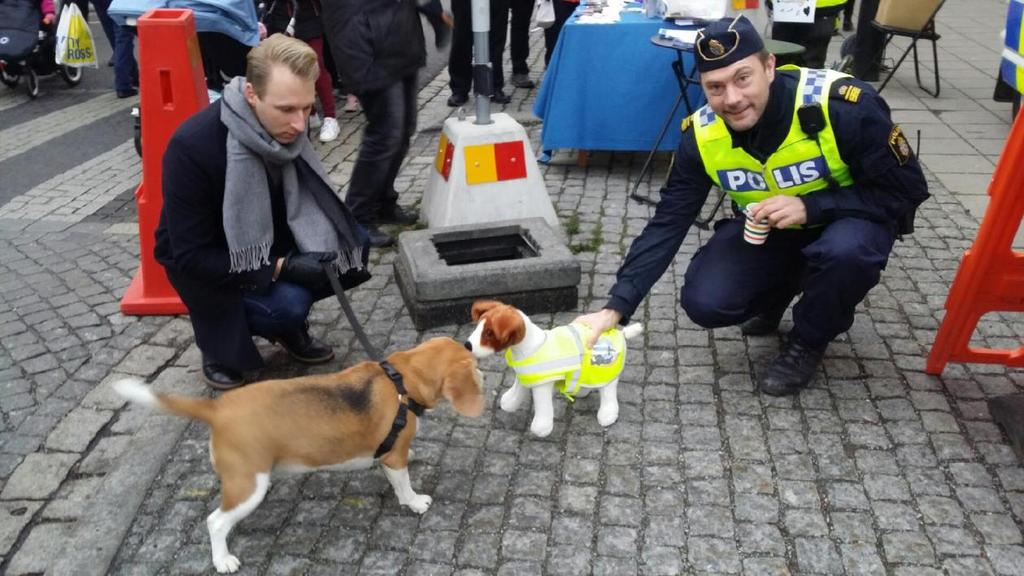 Vår utställningshund i NOS lilla Rufus, hälsar på en mycket reserverad