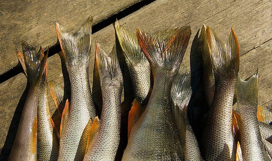 BYXA EN FISK fillet a fish with the trousers method fisch in hosenform Njut din nyfileade gös eller abborre benfri.
