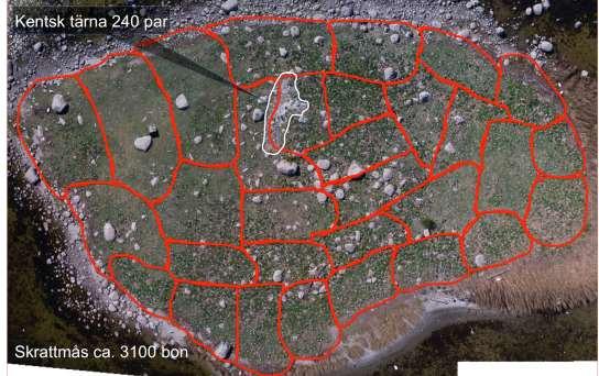 Karta 1. Flygbild över Falkaholmen tagen 5 maj 2018. Varje röd sektor (31 st.) motsvarar cirka 100 skrattmåsbon. Det vitmarkerade området visar kolonin av kentsk tärna (240 par).
