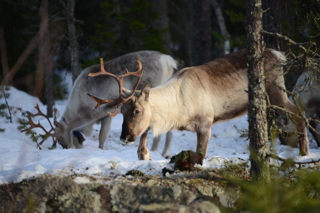 Lundström Foto: Tomas Lämås Arbetsrapport 453 2016 Examensarbete 30hp A2E Jägmästarprogrammet Handledare: Tomas Lämås Sveriges