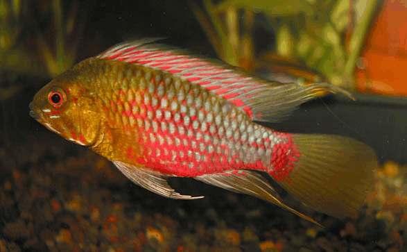 En av honorna gick ett tragiskt öde till möte minns jag. Nåväl, det var fisken. Bokstaven i i slutet av artnamnet avslöjar att det handlar om ett s.k. dedikationsnamn.