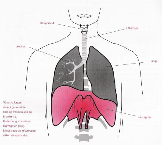 Figur 2. Bilden föreställer diafragman, lungor (den vänstra i genomskärning), bronker, luftstrupen och struphuvudet. (Källa: Komplett sångteknik, Sadolin 2006 s. 18.