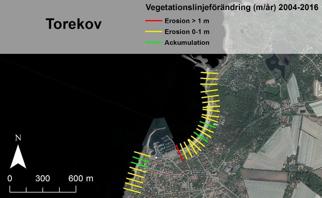 4.4 Torekov Vegetationslinjeanalysen av Torekov visar på en måttlig erosion, främst i den norra delen av stranden. (Figur 4-5).