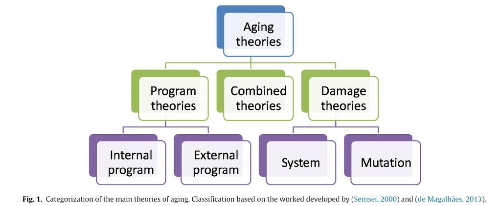 Teorier om vad åldrande är - programmerad och/eller
