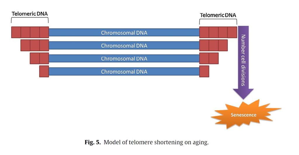 Telomerer skyddar ändarna på kromosomerna Förkortas med stigande ålder