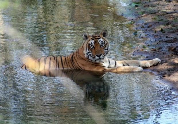 Redan för mer än sextio år sedan varnade den indiska naturkännaren Jim Corbett för följderna av den ohämmade jakten på vilda