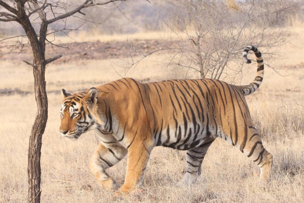 17/10 MORADABAD CORBETT NATIONALPARK Efter frukost kör vi vidare norrut mot Corbett nationalpark.