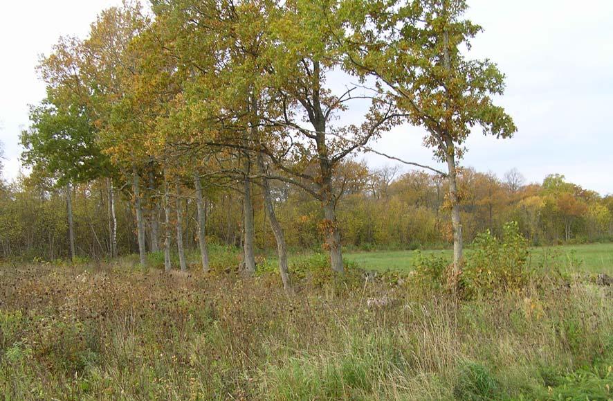 I söder övergår gräsmarken till skog som ingår i en nyckelbiotop, se vidare Del av