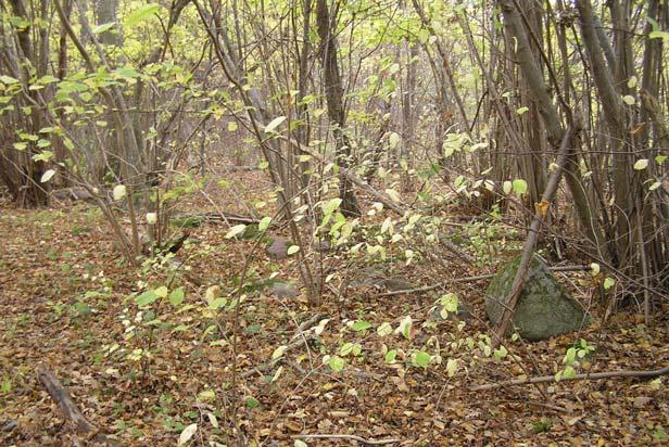 Del av Eriksöre 6:1: Den södra delen utgörs av en lövskogslund som även utgör en nyckelbiotop Lövskogslund. Skogen är till stora delar otillgänglig på grund av hög andel yngre träd, sly och buskar.