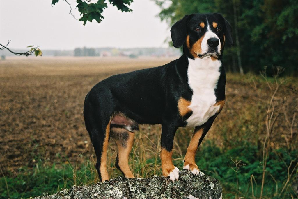 foto: Stefan Johanson Rasspecifik Avelsstrategi Entlebucher Sennenhund Utarbetad av Svenska Sennenhundklubbens Avelsråd i