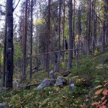 3023 Sörfligget Kommun Boden Totalareal 82 ha Naturgeografisk region 30b Areal land 82 ha Objektskategori U1 Areal vatten 0 ha Markägare Sveaskog Areal produktiv skogsmark 50 ha Ovanför fjällnära