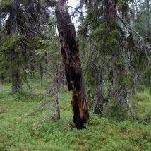 2887 Stenträsket Kommun Jokkmokk Totalareal 133 ha Naturgeografisk region 32c Areal land 131 ha Objektskategori U1 Areal vatten 3 ha Markägare Sveaskog Areal produktiv skogsmark 38 ha Ovanför