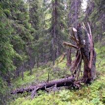 3210 Såckosberget Kommun Boden Totalareal 213 ha Naturgeografisk region 30b Areal land 213 ha Objektskategori U1 Areal vatten 0 ha Markägare Sveaskog Areal produktiv skogsmark 177 ha Ovanför