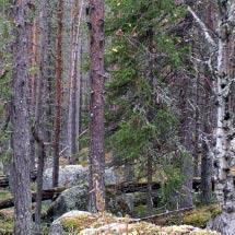 4516 Områden vid Blåkölens NR Kommun Boden Totalareal 188 ha Naturgeografisk region 32d Areal land 188 ha Objektskategori U1 Areal vatten 0 ha Markägare Sveaskog Areal produktiv skogsmark 129 ha