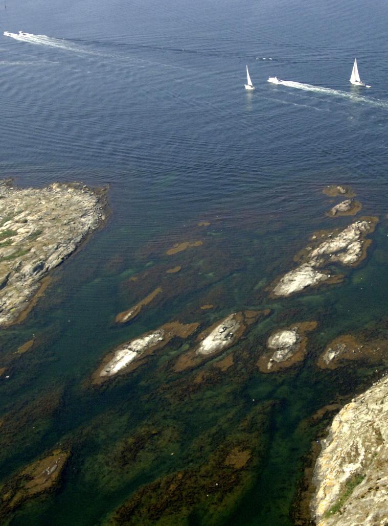 UTVÄRDERING Våra värdefulla tång- och kelpalger utsätts för hård konkurrens från sargassotång, som i sin tur utgör substrat för den fintrådiga algen Pilayella