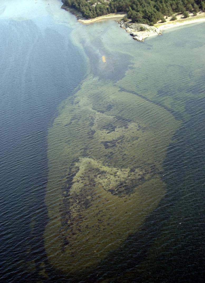 UTVÄRDERING Musselbankar (mörka fläckar och band i bildens ljusa skalsandsbottnar) på grunda områden har