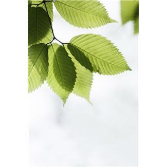 är att vandra i skog och i lund, i strändernas blommande hagar. Midsommarstången mot aftonröd sky, reses av villiga händer, ytterst i utskärens fiskareby ungdomen vårdkasar tänder.
