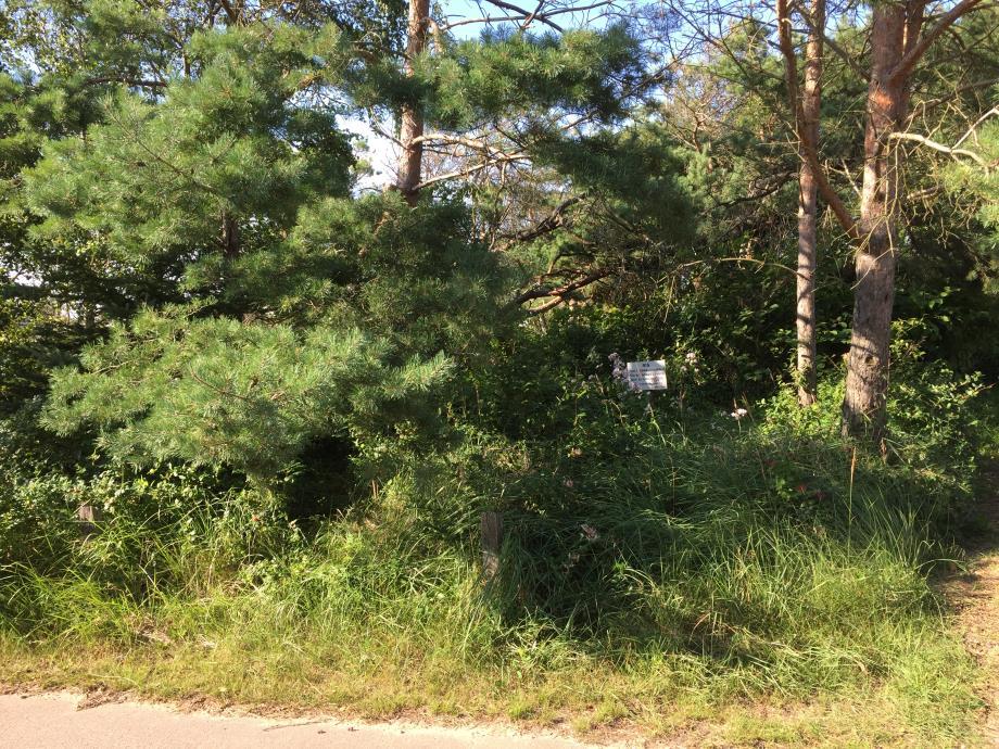FÖRUTSÄTTNINGAR OCH FÖRÄNDRINGAR Natur Mark och vegetation Planområdet gränsar till Margaretavägen i söder och är planlagt som allmän platsmark, NATUR.