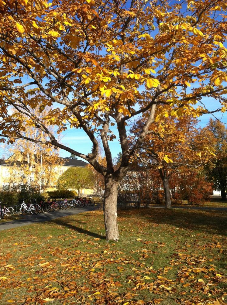 Lokal arbetsplan för skolan 2016-2017 Skola Örjansskolan Ort Skelleftehamn Ansvarig