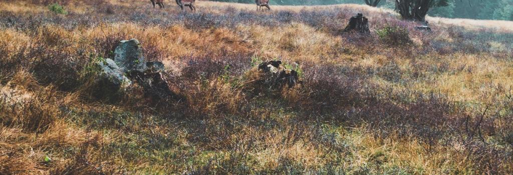 I Jönköping län är det främst älg, rådjur och vildsvin som skjuts av de fem klövviltsarterna.