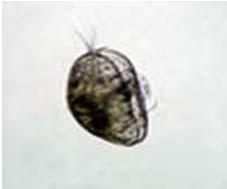 Krönt hjuldjur, Stephano ceros eichho rni är 1-1,5 mm och fastsittande. Krönt hjuldjur Tulpanhjuldjur, Kerate lla cochlea ris Detta tulpanhjuldjur är 0,1-0,2 mm lång.