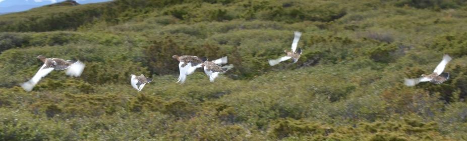 Skogsindustriernas nationella representant i: - Viltförvaltningsrådet - Rovviltrådet - Vargflytt gruppen - Rovviltexpert