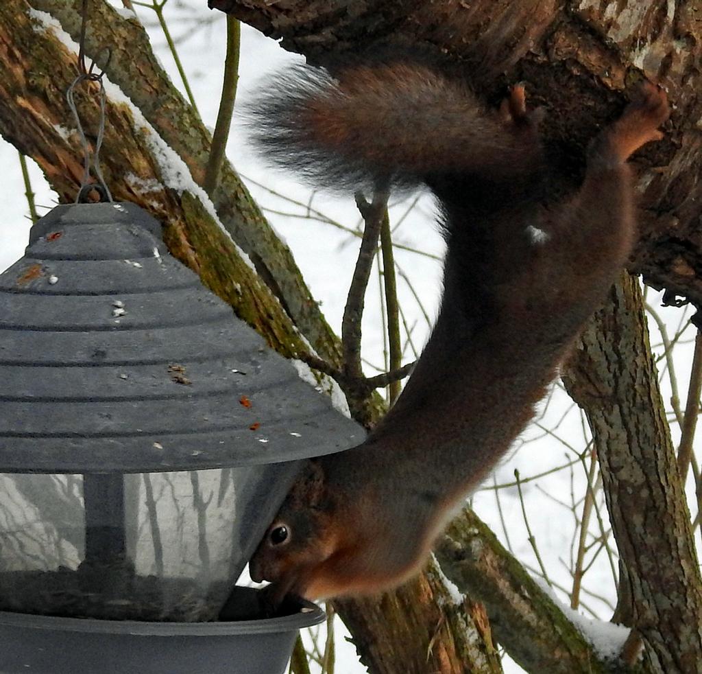 20180120 Evertslund Överbo, Ekorre Sciurus